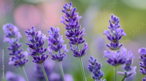 Lavender flower close up in the garden  © Ziyan