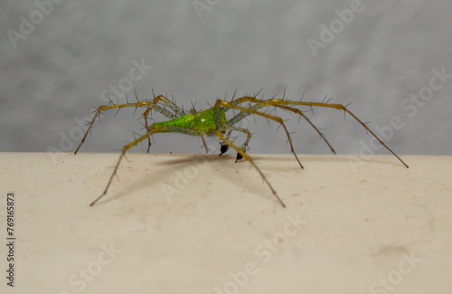 Wallpaper Mural Araña lince verde Torontodigital.ca