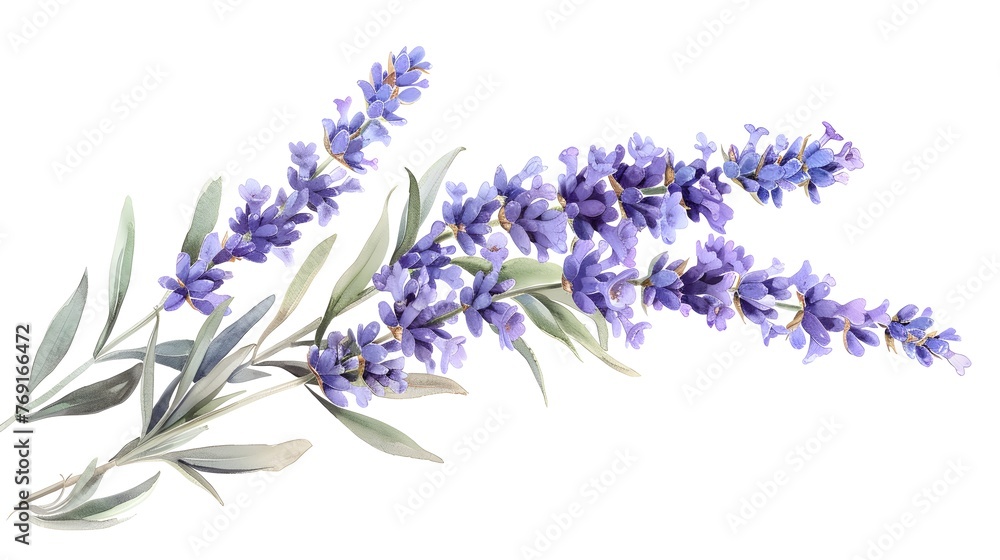Lavender flowers isolated on white
