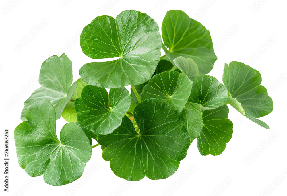 Fresh green wasabi leaves, cut out - stock png. Fresh green wasabi leaves, cut out - stock png.