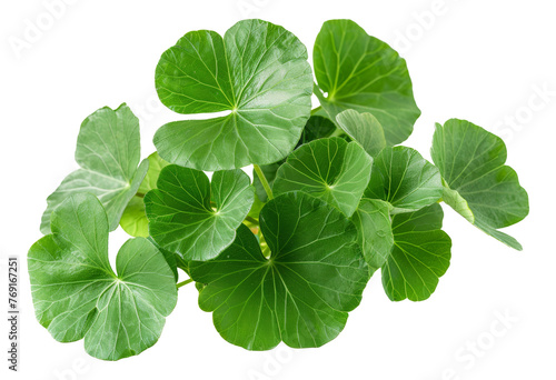 Fresh green wasabi leaves, cut out - stock png.