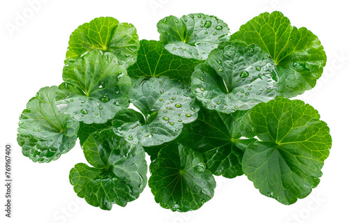 Fresh green wasabi leaves, cut out - stock png. photo