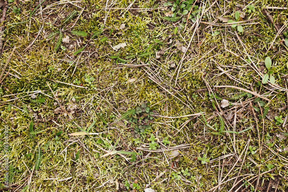 Forest ground dry needles. Dead coniferous pattern. Yellow brown dried pine needles. Closeup nature background. Autumn woods ground. Undergrowth texture. Dry leaves and pine cones. Green moss soil. Forest ground dry needles. Dead coniferous pattern. Yellow brown dried pine needles. Closeup nature background. Autumn woods ground. Undergrowth texture. Dry leaves and pine cones. Green moss soil.