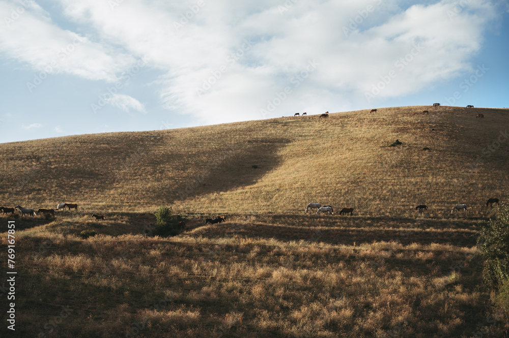 herd of horses graze in the valley on the hills of the meadow in autumn at sunset herd of horses graze in the valley on the hills of the meadow in autumn at sunset
