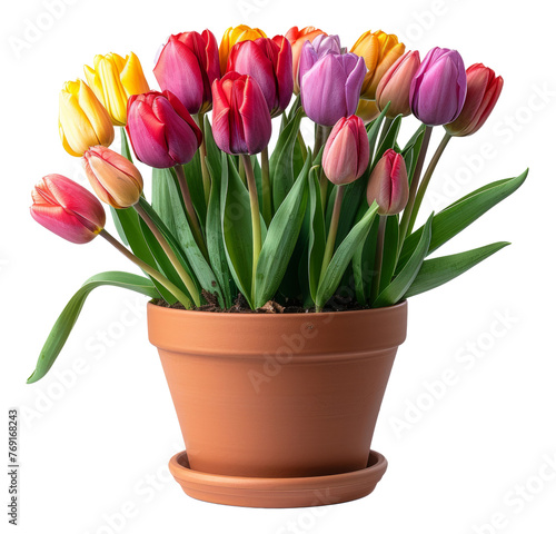 Colorful tulips in terracotta pot on transparent background - stock png.