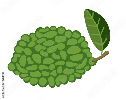 color isolated citrus fruit makrut lime in flat style in vector. image of natural healthy eco food.template for logo sticker poster print decor design