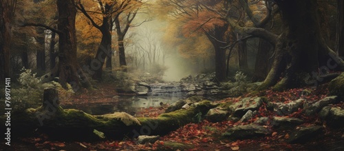 A serene close-up of a gentle stream flowing through a lush forest filled with trees and rocky formations