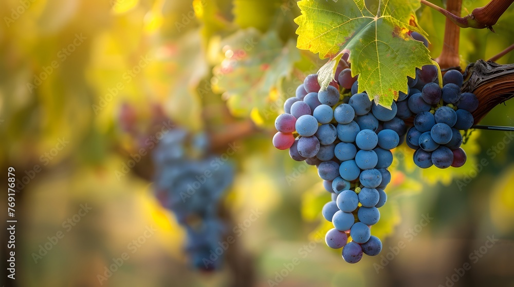 grapes on vine growing in vineyard
