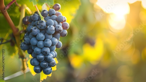 grapes on vine growing in vineyard 