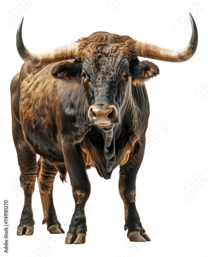 Majestic brown bull with long horns facing forward  cut out - stock png.