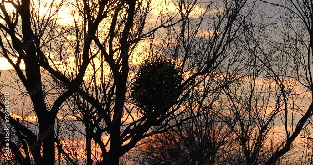 Sunset behind forest Sunset behind forest