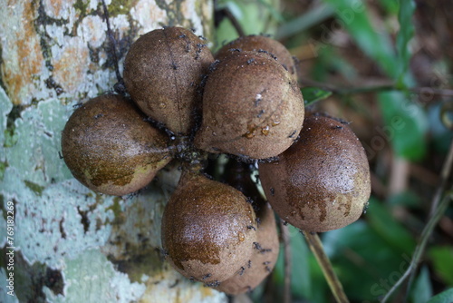 Stelechocarpus burahol (kepel, burahol, kepel fruit, kepel apple). The fruit this plant is sweet, a combination of mango and papaya, it smells very fragrant photo