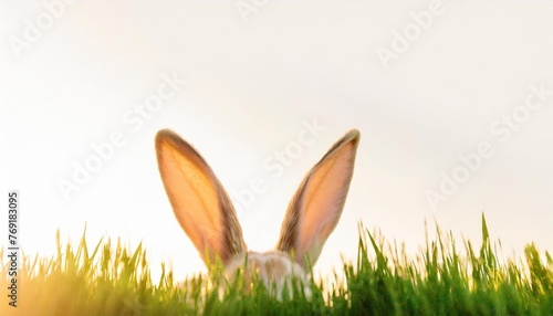 easter bunny ears peeping headlong to green grass isolated on white banner copy space