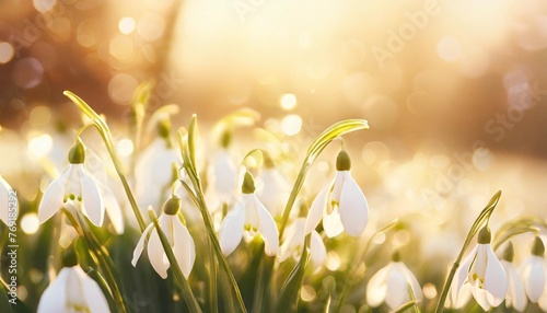 blooming spring white snowdrops background international happy womens mothers day 8 march easter concept white spring flowers illustration for greeting card banner post poster