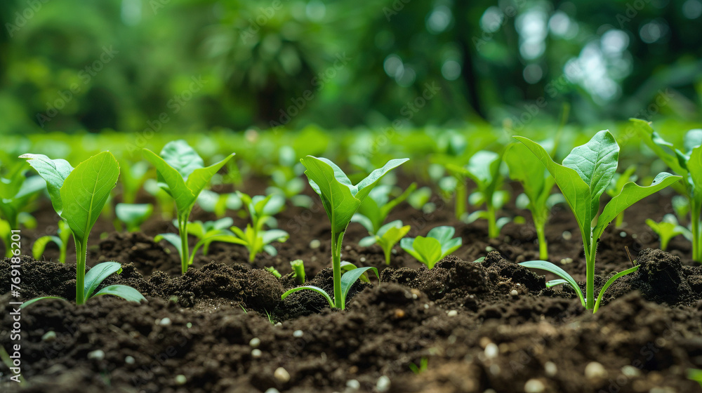 Fototapeta premium Vibrant Seedlings in Rich Soil Amidst Afforestation Landscape