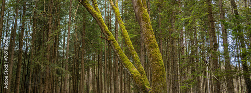 Fototapeta Naklejka Na Ścianę i Meble -  Panoramic shot of conifers - tree trunks in the forest
