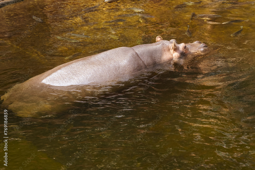 Serene Hippopotamus Submerged in River at Dusk Serene Hippopotamus Submerged in River at Dusk