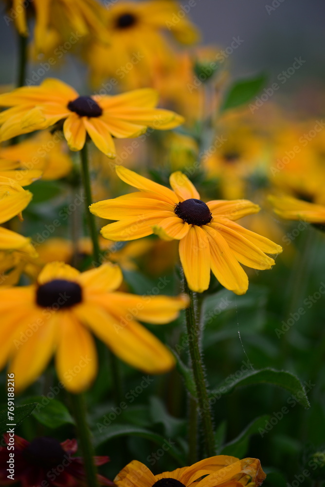 Colourful Flowers - Beautiful flowers in Garden Colourful Flowers - Beautiful flowers in Garden