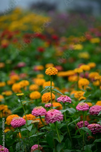 Colourful Flowers - Beautiful flowers in Garden
