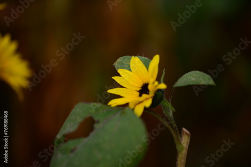 Colourful Flowers - Beautiful flowers in Garden