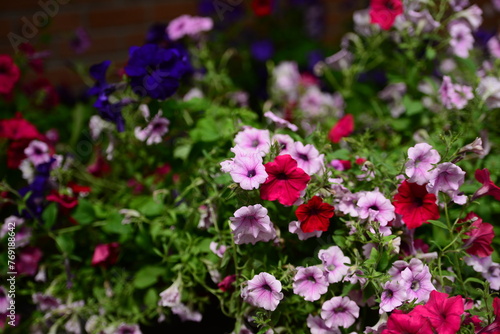 Colourful Flowers - Beautiful flowers in Garden