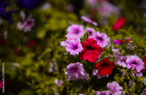 Colourful Flowers - Beautiful flowers in Garden