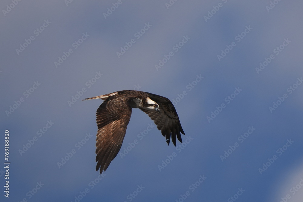 osprey is hunting a fish osprey is hunting a fish