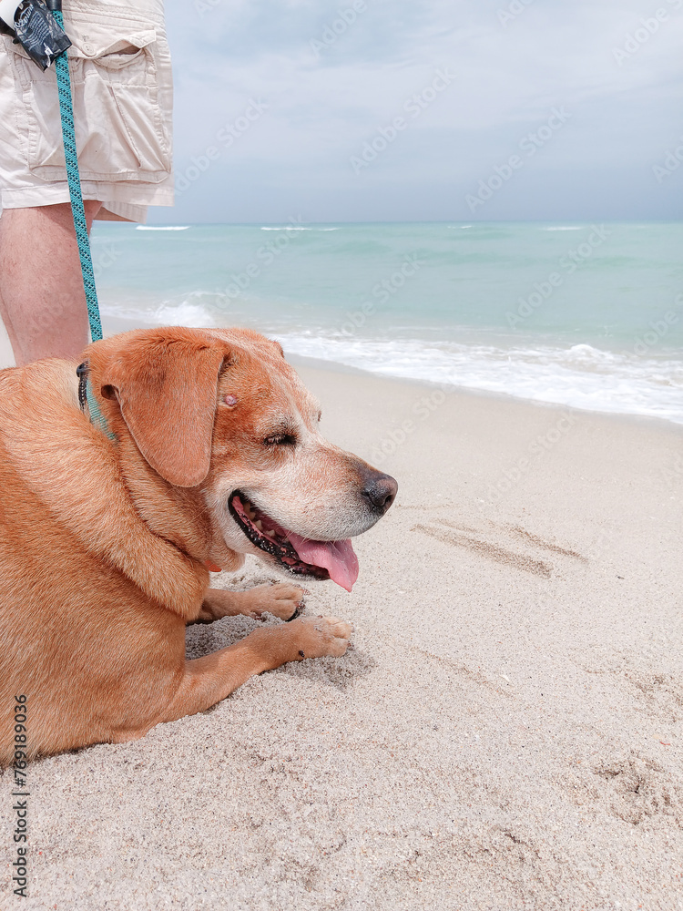 Smiling happy dog at the beach, Miami beach, Florida Smiling happy dog at the beach, Miami beach, Florida