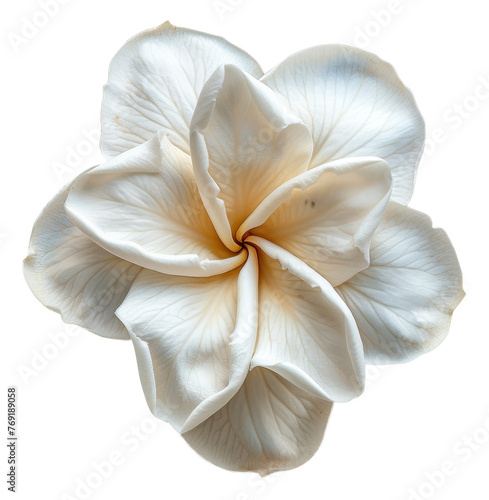 Pure white frangipani flowers on transparent background - stock png.