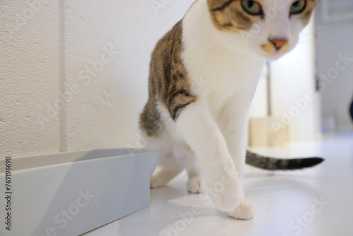 cat