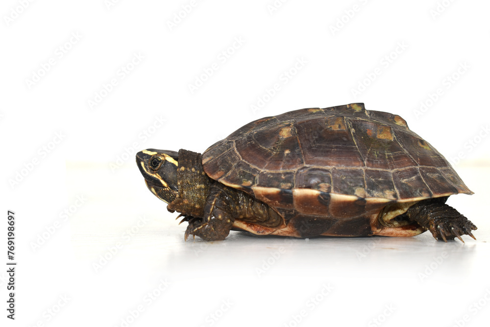 turtle isolated on white turtle isolated on white