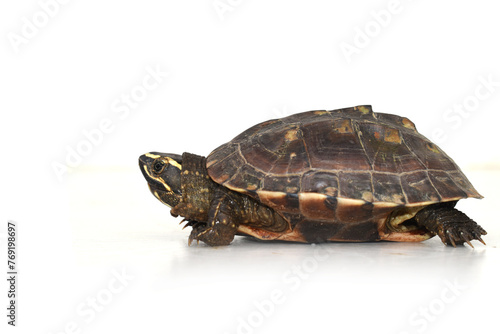 turtle isolated on white
