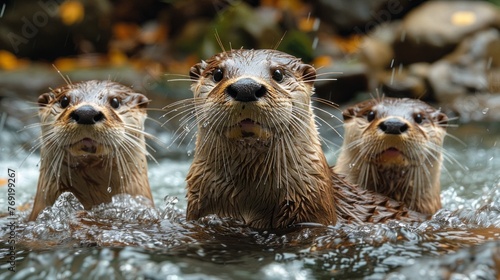 Three North American river otters swim together in the fluid of the river © Yuchen