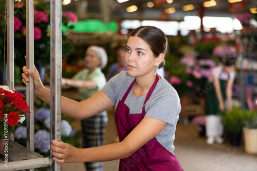 Hired female worker in an apron moves racks with houseplants in a greenhouse