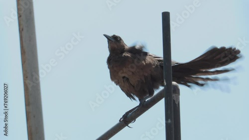 crow on a pipe scratching it´s head. 4K 60FPS slow motion UHD video 3840x2160