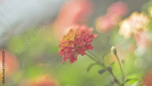 close up of a red and yellowish flower. 4K UHD video 3840x2160