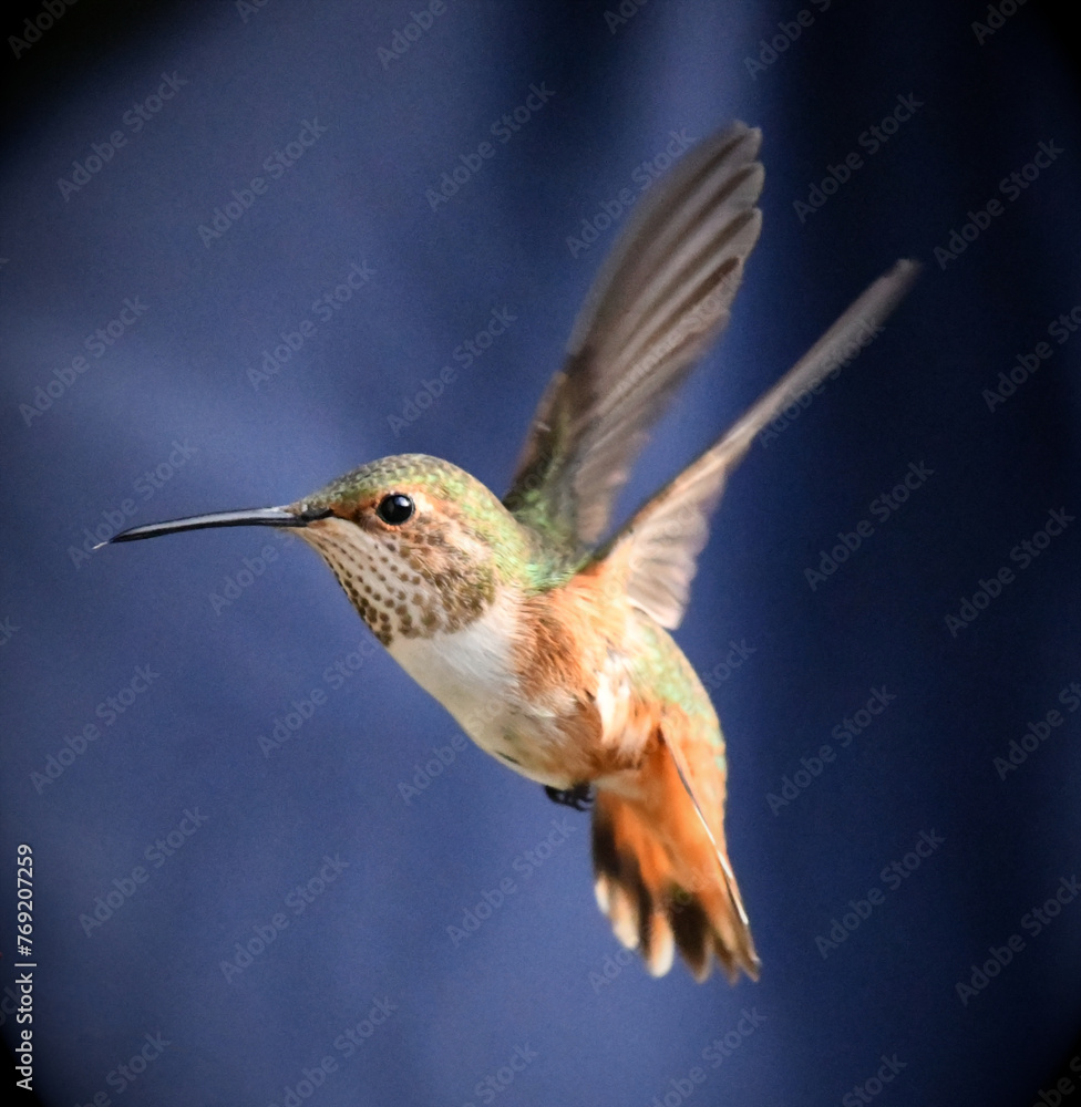 Fototapeta premium Hummingbird