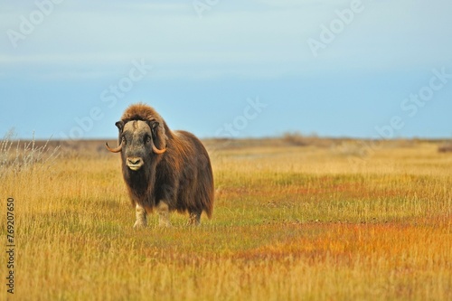 Musk ox (Ovibos moschatus ), stands in the grass, North Slope, Arctic Alaska, Alaska, USA, North America photo