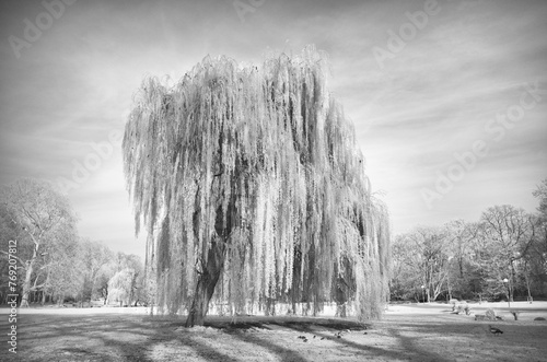 Infrared image, weeping willow, Rosensteinpark, Stuttgart, Baden-Wuerttemberg, Germany, Europe photo