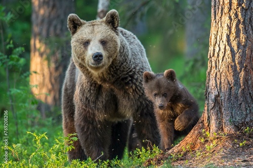 Young (Ursus arctos) with his mother in the boreal coniferous forest, Suomussalmi, Karelia, Finland, Europe photo