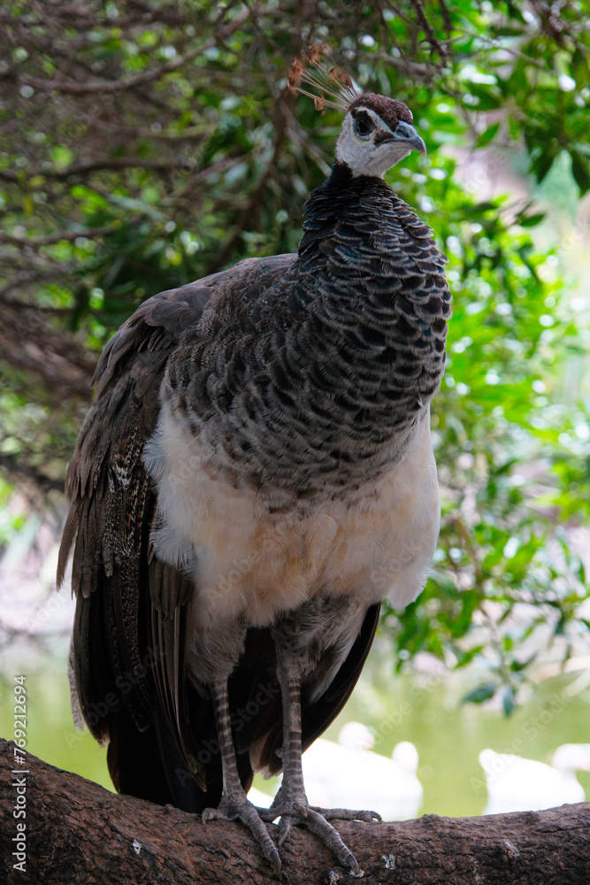 Fototapeta premium Peacock is a genus of large birds in the pheasant family. The most beautiful bird among the pheasants. Argentina