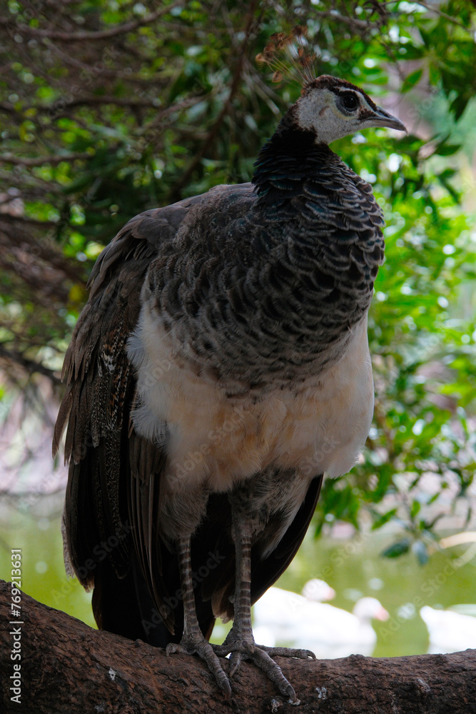Fototapeta premium Peacock is a genus of large birds in the pheasant family. The most beautiful bird among the pheasants. Argentina