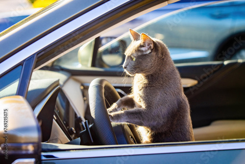 Obraz na płótnie Close up cute cat portrait driving car with paws on the wheel w salonie