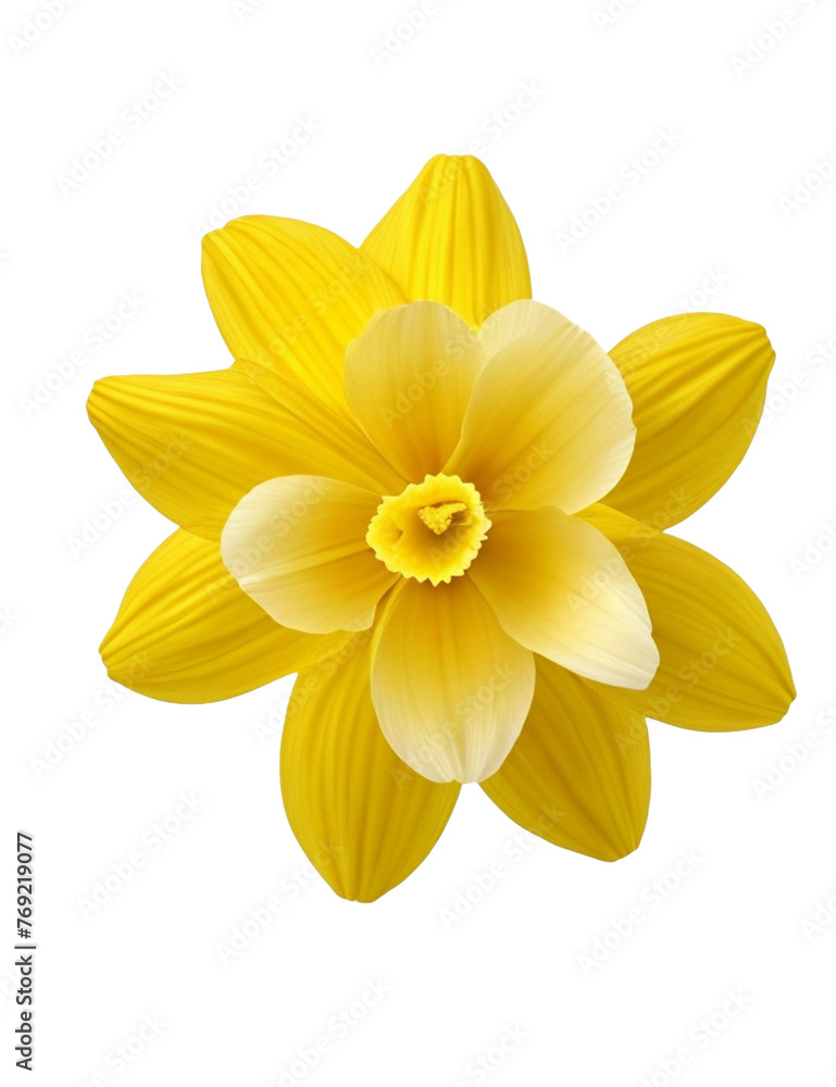 Daffodil flower Transparent Background PNG