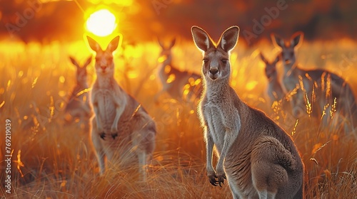 A group of kangaroos in a grassland at sunset, creating a picturesque landscape © yuchen