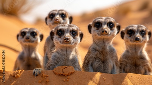 A group of meerkats with fur standing together in the desert photo