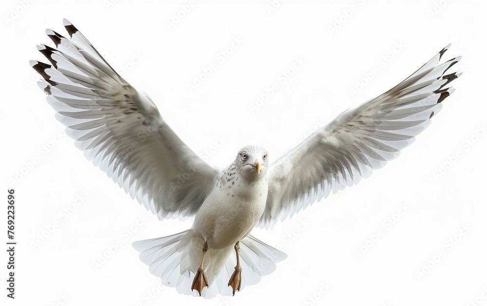 Mid-Flight Majesty Seagull with Wings Slightly Spread Isolated on White Background.