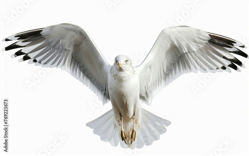 Coastal Glide Seagull with Wings Extended Isolated on White Background.