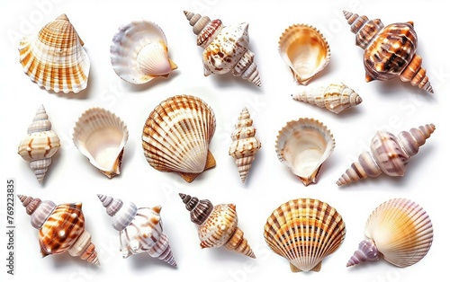 Diverse Seashell Collection with Various Shapes and Sizes Isolated on White Background.
