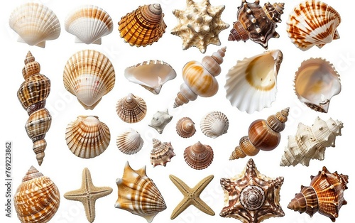 Variety of Seashells with Diverse Shapes and Sizes Isolated on White Background. © Hassan